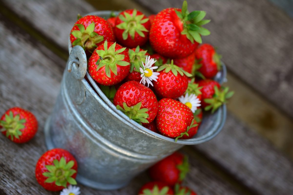 Georgia You Pick Strawberries